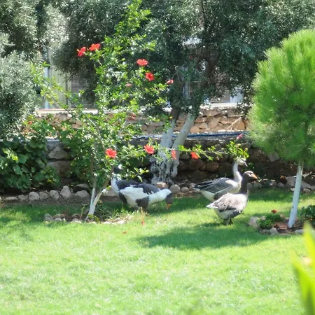 Calba Hause Farm stay *