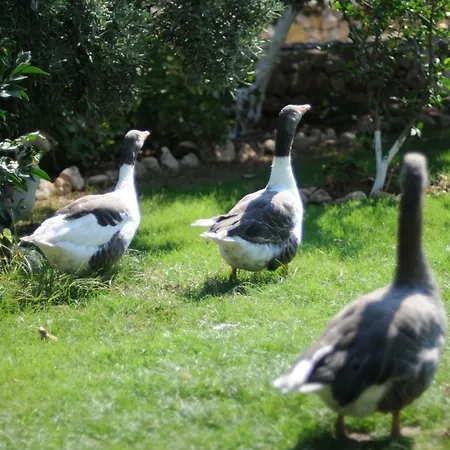 Calba Hause Çiftlik konaklama Turunç